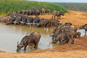 Große Gruppe von Kapbüffeln beim Trinken an einer Wasserstelle in Südafrika