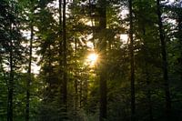 Sunset in the black forest Germany between beautiful conifers