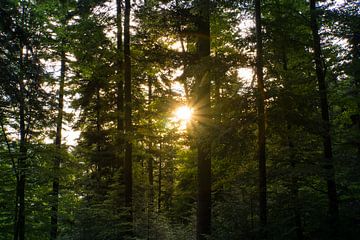Zonsondergang in het zwarte woud Duitsland tussen prachtige naaldbomen van adventure-photos