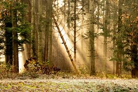 Solar Harps by Gelein Jansen