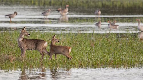 Mother roe deer with calf in water
