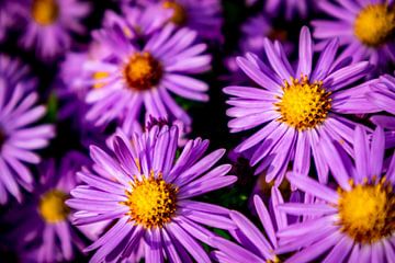 De magnifiques fleurs dans le jardin familial sur Oliver Hlavaty