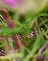 Se cacher dans la nature