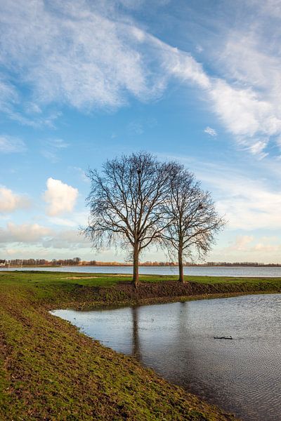 Twee kale bomen in een ondergelopen Nederlandse polder van Ruud Morijn