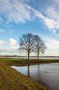 Twee kale bomen in een ondergelopen Nederlandse polder van Ruud Morijn thumbnail