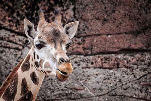 Giraffe van Rob Boon