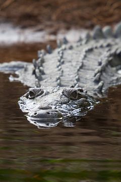 Krokodil | Wildlife | La Ventanilla | Mexico van Kimberley Helmendag