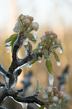 Bevroren bloesem van Moetwil en van Dijk - Fotografie