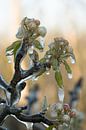 Frozen blossom by Moetwil en van Dijk - Fotografie thumbnail
