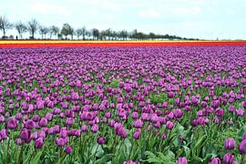 tulips in bloom in spring by Heiko Kueverling