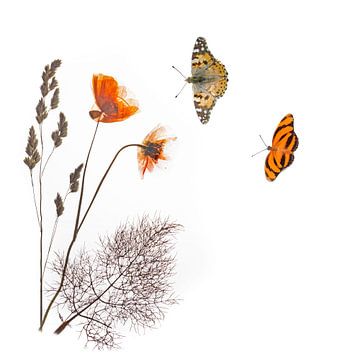 Oranger Mohn mit Schmetterlingen von Anjo Kan