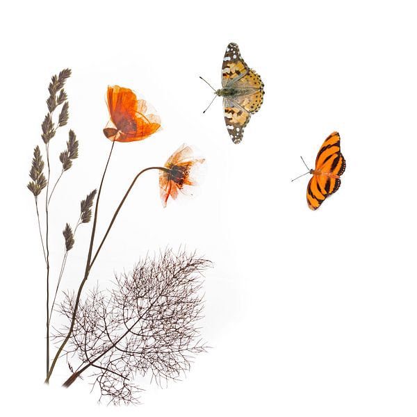 Orange Poppy with butterflies by Anjo Kan