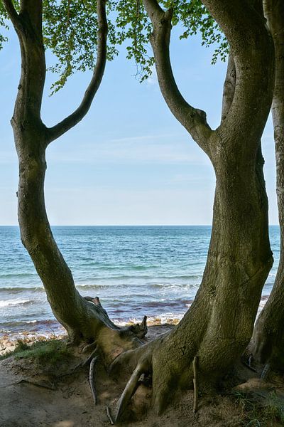 Trees on the cliff near Heiligendamm on the German Baltic coast by Heiko Kueverling