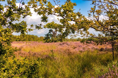 De heide op de Koepelroute