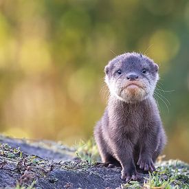 Kleurrijk portret van eigenwijze baby otter van Barbara Kempeneers