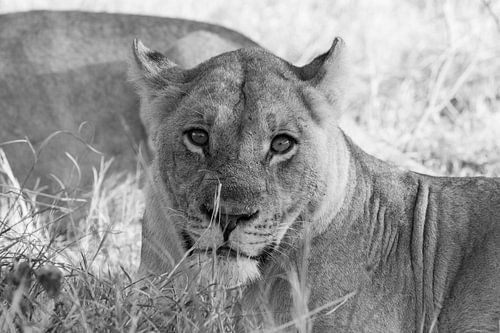 Löwen der Kavango