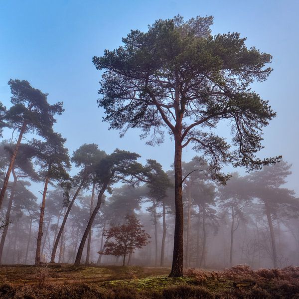 Mighty &amp; Misty van Epic Photography
