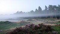 Bande de brouillard le long du bois de Leuvenum par Maurice Verschuur Aperçu