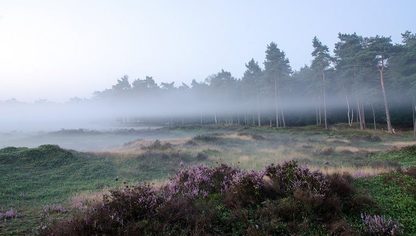 Bande de brouillard le long du bois de Leuvenum par Maurice Verschuur