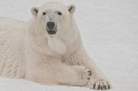 Die Schnauze eines weißen Eisbären aus nächster Nähe. Ein Eisbär auf Schnee ist ein mächtiges nordis von Michael Semenov Miniaturansicht