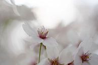 Cradling Blossom. Pastell. Makrofotografie von Alie Ekkelenkamp Miniaturansicht