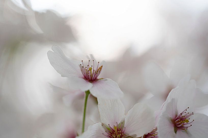 Cradling Blossom. Pastell. Makrofotografie von Alie Ekkelenkamp