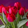 Boeket rode tulpen met paarse achtergrond van Kok and Kok