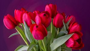 Blumenstrauß aus roten Tulpen mit lila Hintergrund