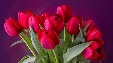 Boeket rode tulpen met paarse achtergrond van Kok and Kok