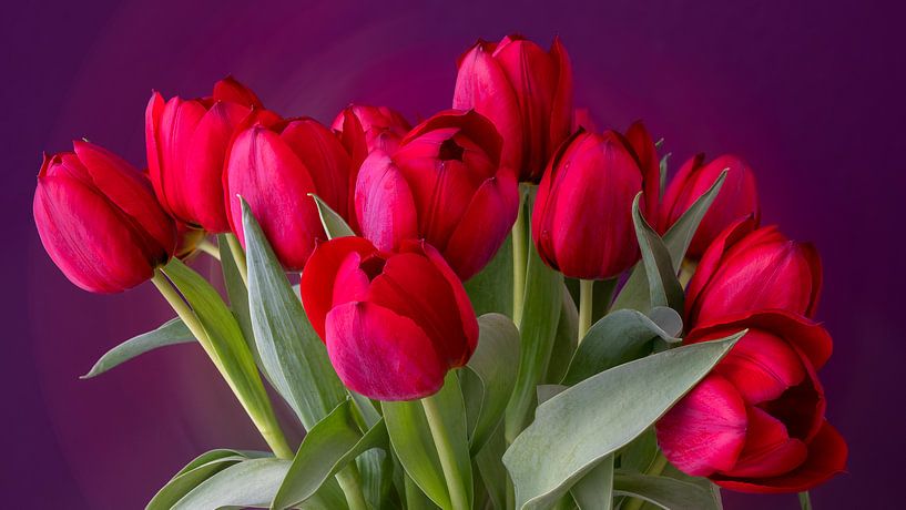 Bouquet de tulipes rouges sur fond violet par Kok and Kok