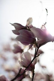 Flower power by Lieke Caminada