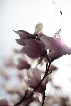 Le pouvoir des fleurs sur Lieke Caminada