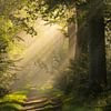 Sfeervol licht in de bossen van Jolanda de Leeuw