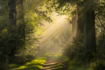 Sfeervol licht in de bossen