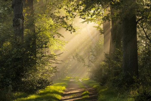 Sfeervol licht in de bossen