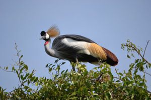 Grijze kroonkraanvogel van Frank Heinen