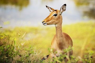 Impala antelope by Meleah Fotografie