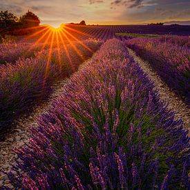 Lavendelfeld in der Provence bei Sonnenuntergang von Christien Brandwijk