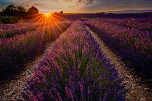 Lavendelveld in de Provence tijdens zonsondergang van Christien Brandwijk