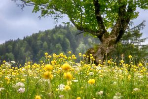 Trollblumenwiese