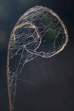 Nature abstraite--Branche prise dans une toile d'araignée sur Katja Goede