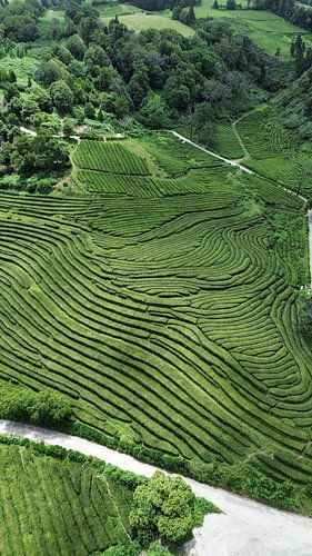 Cha Gorreana tea fields