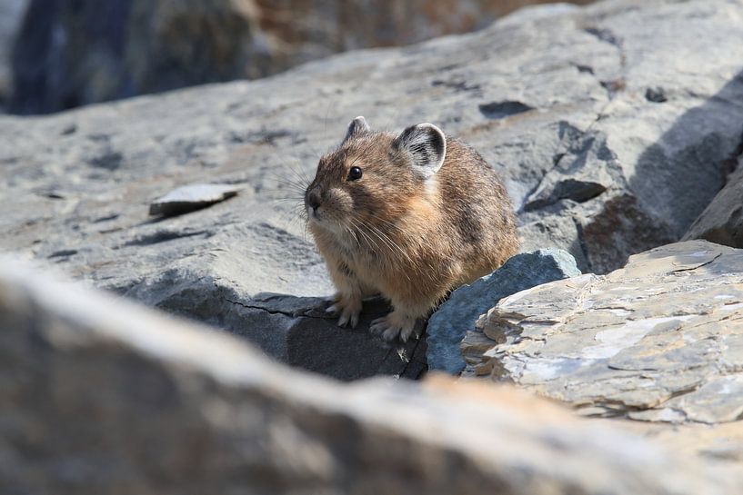 Pika Glacier National Park  Montana USA von Frank Fichtmüller