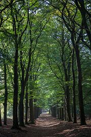 Bij Amerongen by DuFrank Images