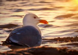 Gull during sunrise by Maickel Dedeken