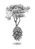Waldkiefer
