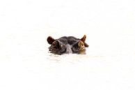 Portrait d'un hippopotame dans l'eau par Sharing Wildlife Aperçu