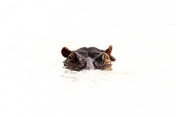 Portret van nijlpaard in het water