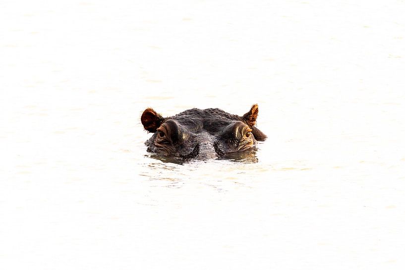 Portrait d'un hippopotame dans l'eau par Sharing Wildlife