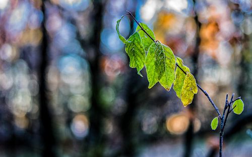 Herfstkleuren.08 (16x10)